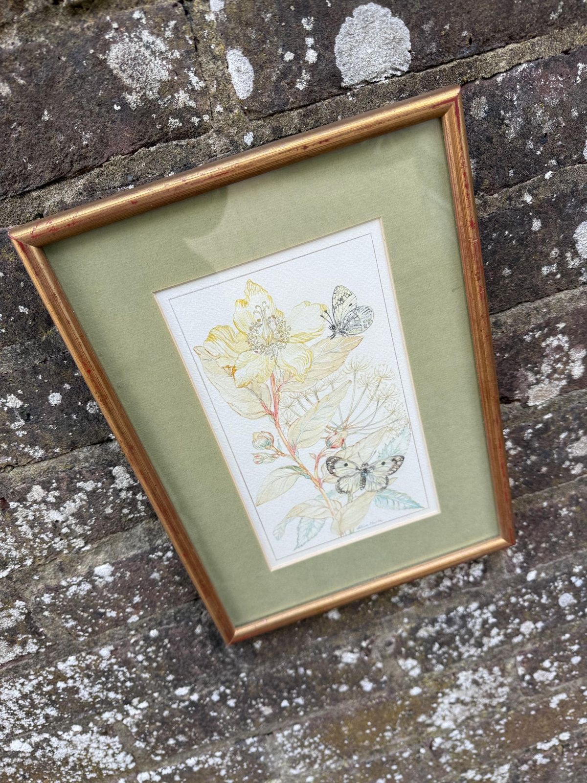 photo furniture Vintage Botanical Watercolour, Rose Of Sharon, By Selina Martin – Framed Floral And Butterfly Illustration, Nature Inspired Wall Art