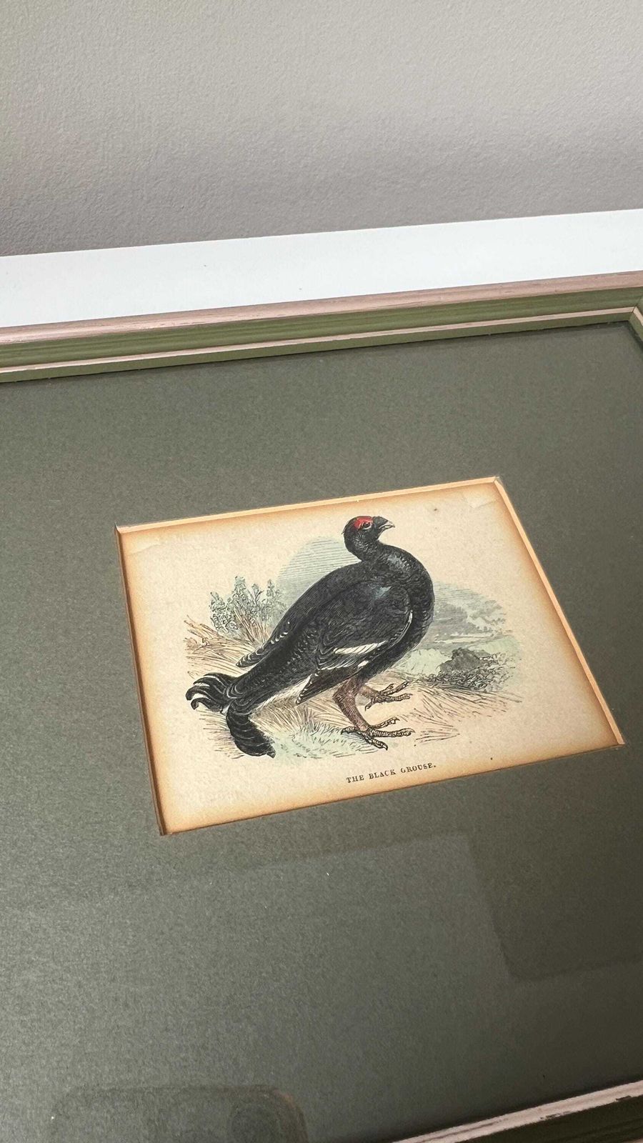Antique 1800s Hand Coloured Print Of Black Grouse Bird In Glazed Frame photo for sale