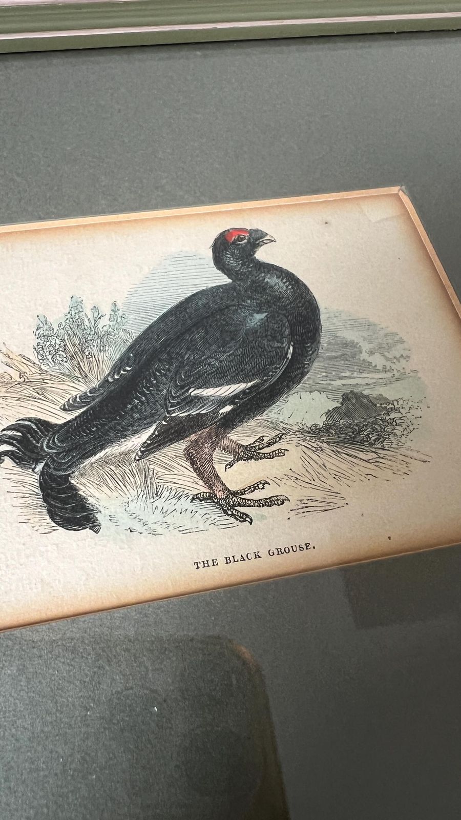 Antique 1800s Hand Coloured Print Of Black Grouse Bird In Glazed Frame photo Art