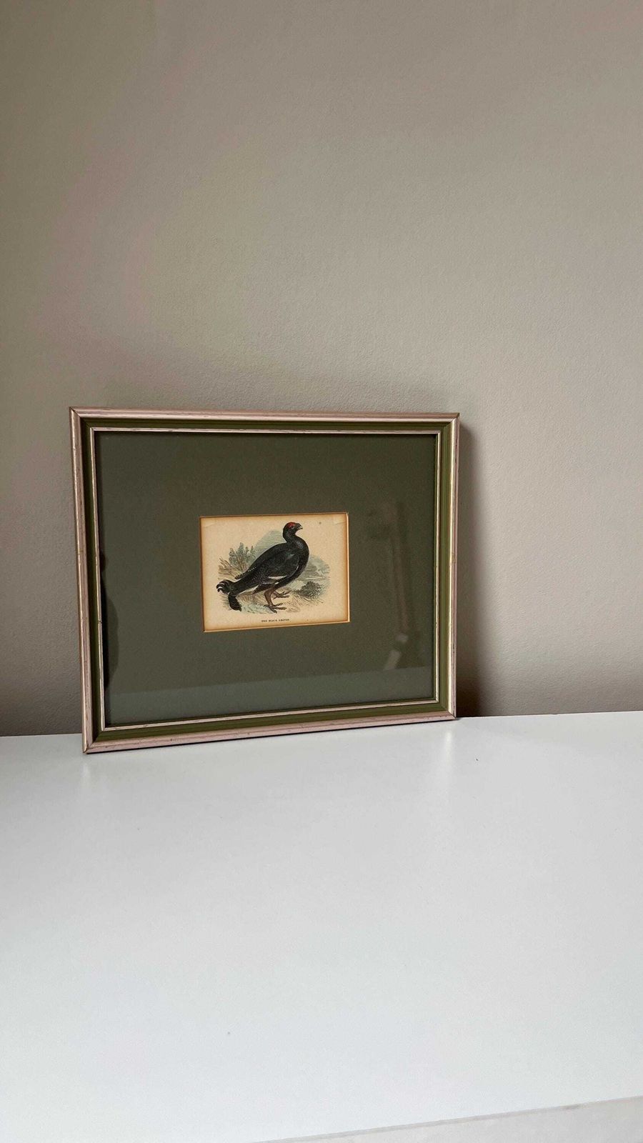 photo furniture Antique 1800s Hand Coloured Print Of Black Grouse Bird In Glazed Frame