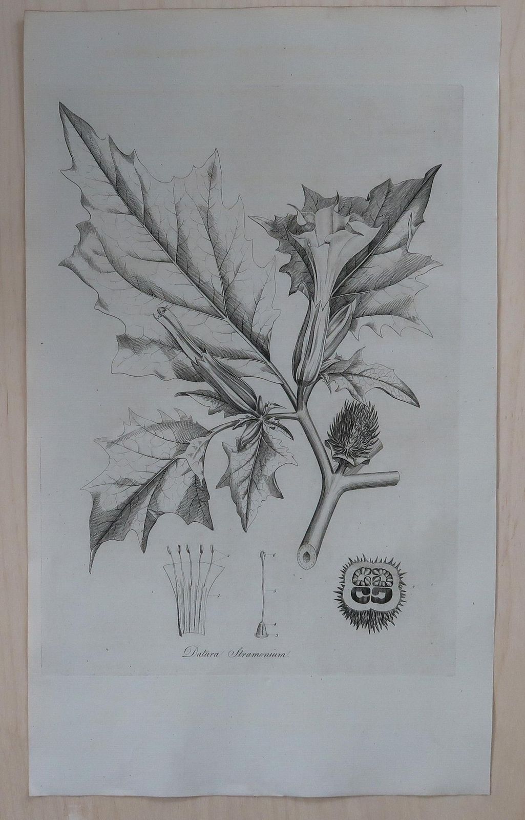Set Of 8 Original Antique Large Scale Botanical Prints. Dated 1791 photo furniture