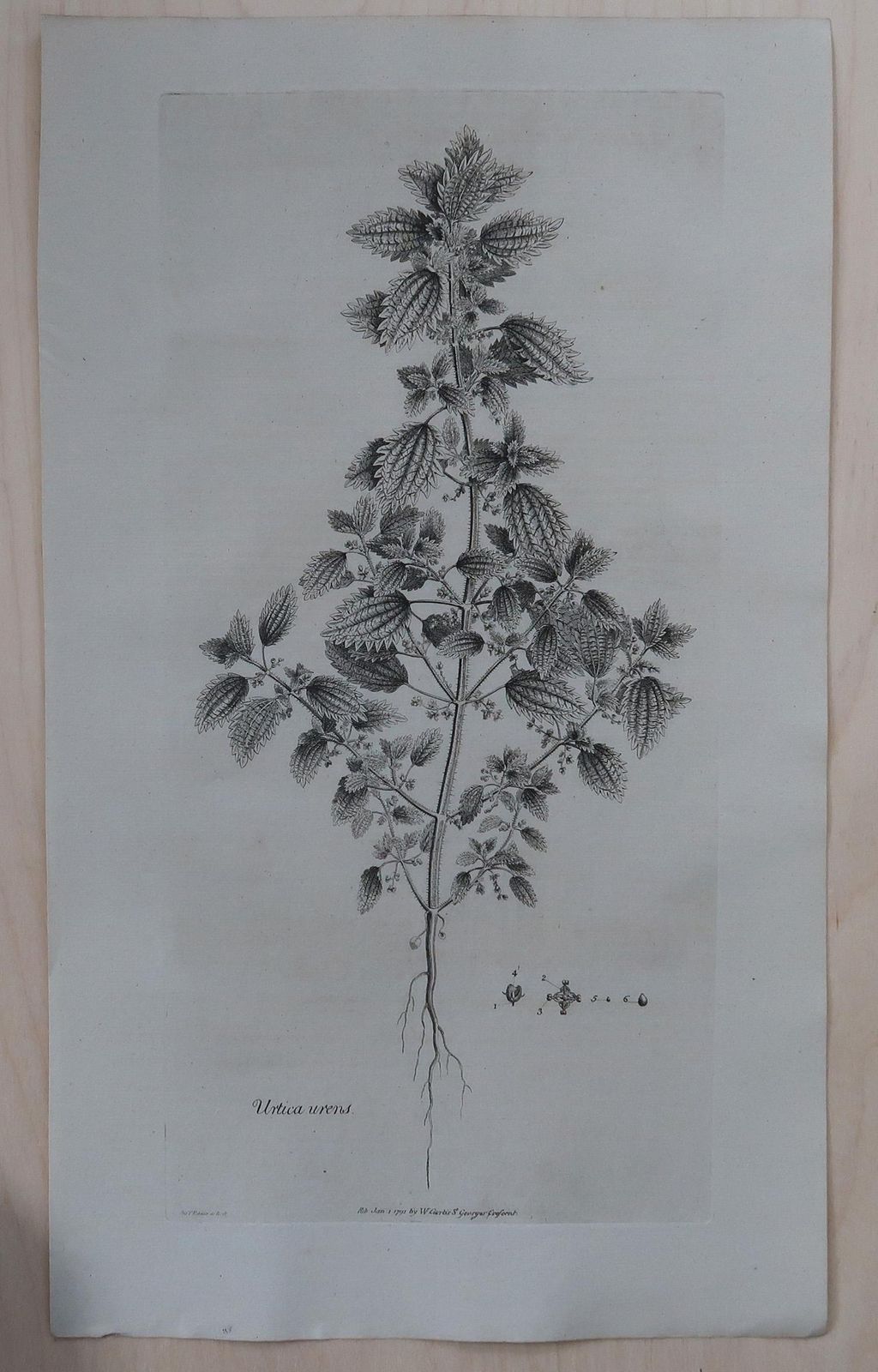 Set Of 8 Original Antique Large Scale Botanical Prints. Dated 1791 photo Art