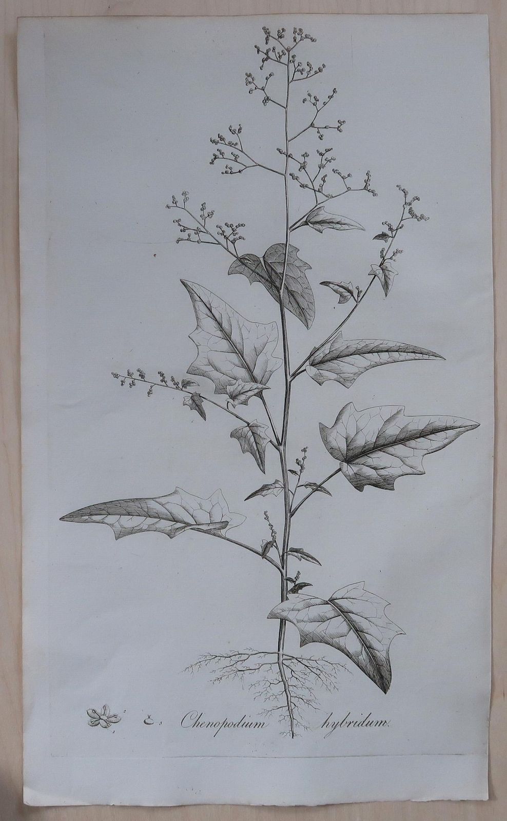 Set Of 8 Original Antique Large Scale Botanical Prints. Dated 1791 photo vinterior