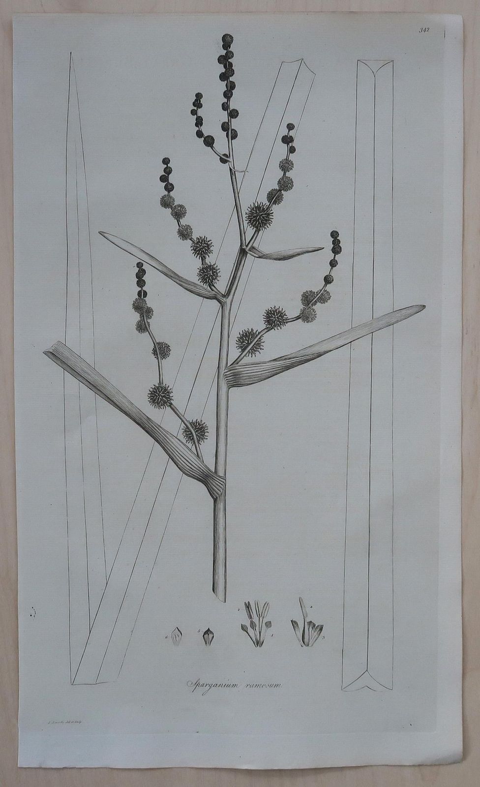 Set Of 8 Original Antique Large Scale Botanical Prints. Dated 1791 photo vintage