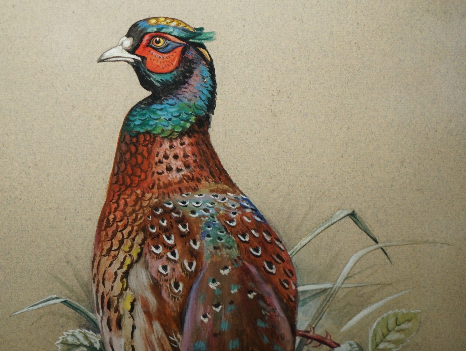 Vintage M Shermorne Signed Ornithology Watercolour Painting Of A Pheasant Bird photo furniture