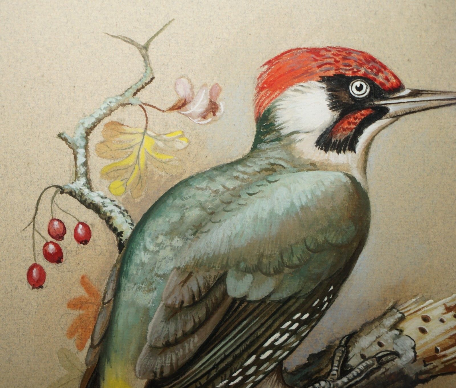 Vintage M Shermorne Signed Ornithology Watercolour Painting Of A Kingfisher Bird photo 295.0