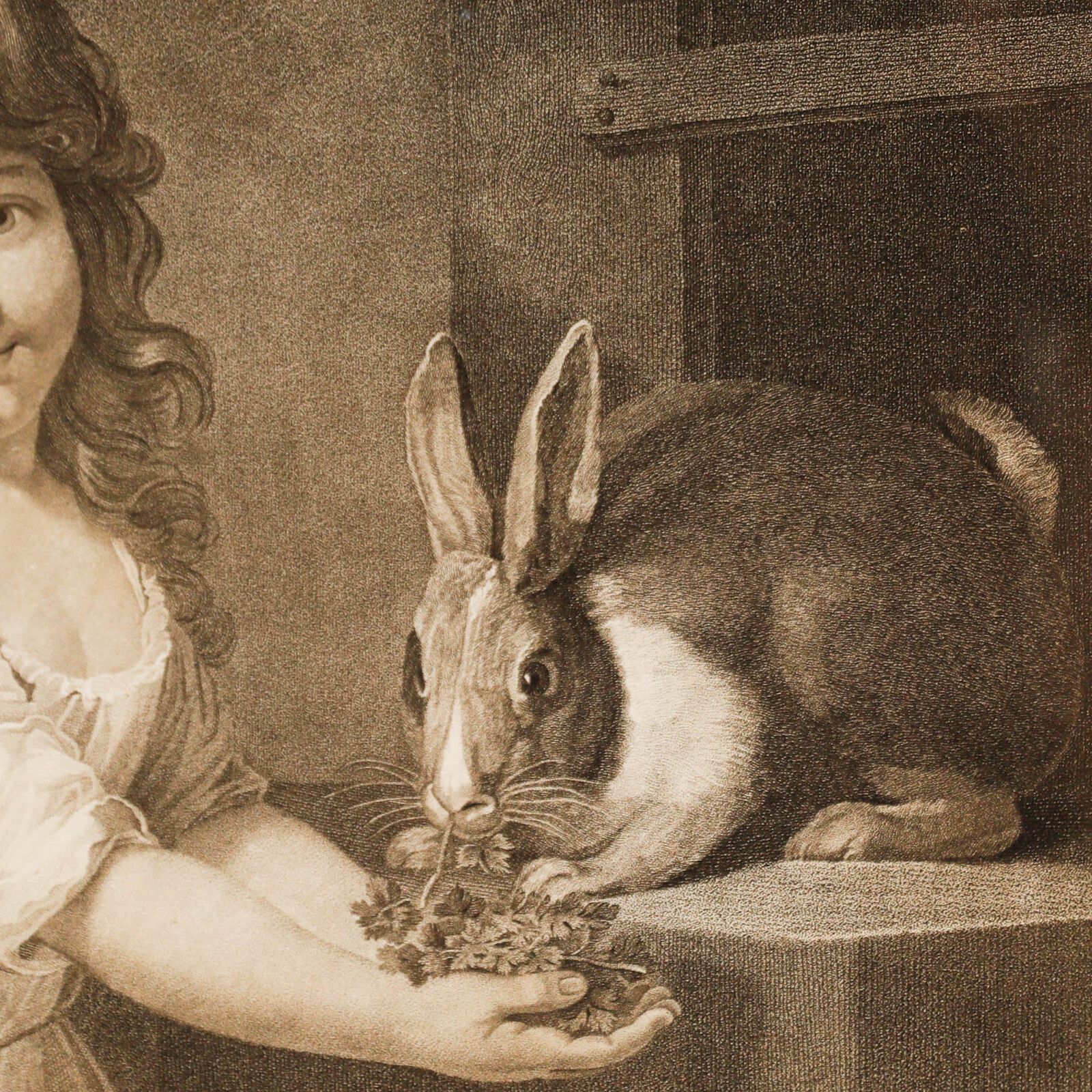 Charles Knight After John Russell Ra (1745 1806)   Engraving, The Rabbit photo Art