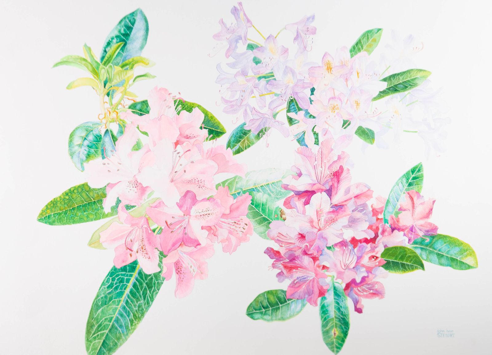 John Ivor Stewart Ppps (1936 2018)   Contemporary Watercolour, Flowering Laurel