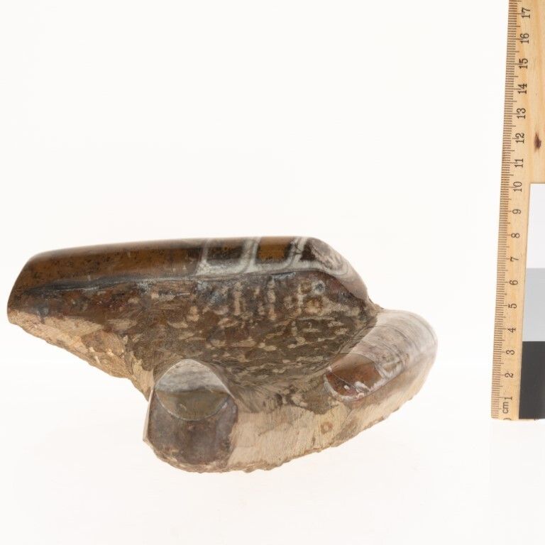 Natural History Fossil Brown Orthoceras Specimen Ashtray photo furniture