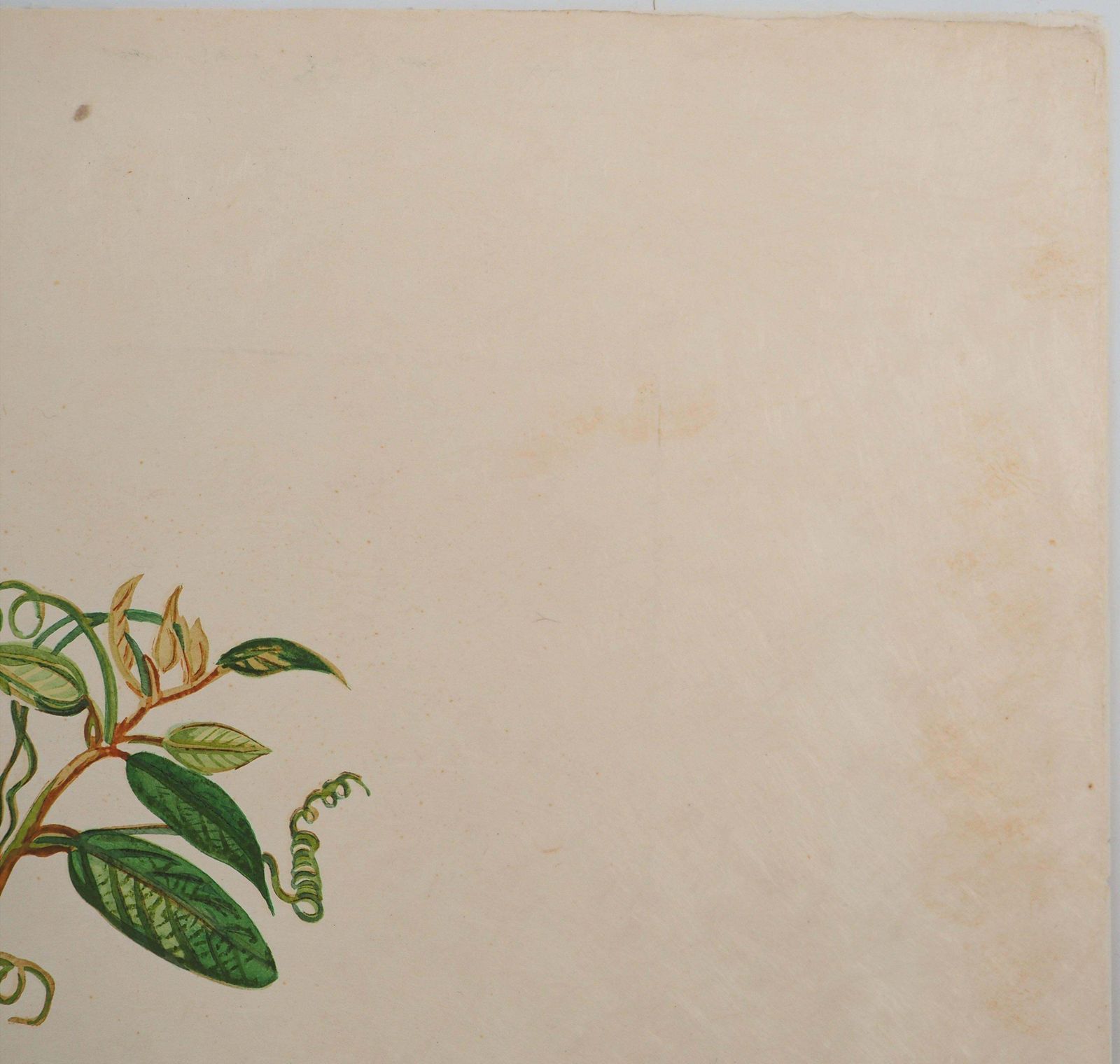 photo furniture Salvador Dalí­Flordali : Surreal Tree, Fingers & Lips   Original Signed Etching (Field #68 3i)1969