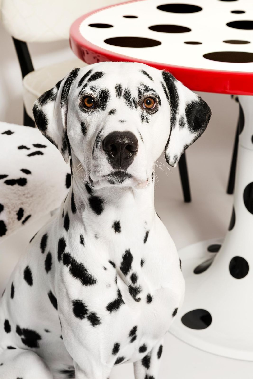 1372.0 Mid Century Hand Tufting Cruella Dalmatian Wool, Rajmund Halas Chair, 1960s photo