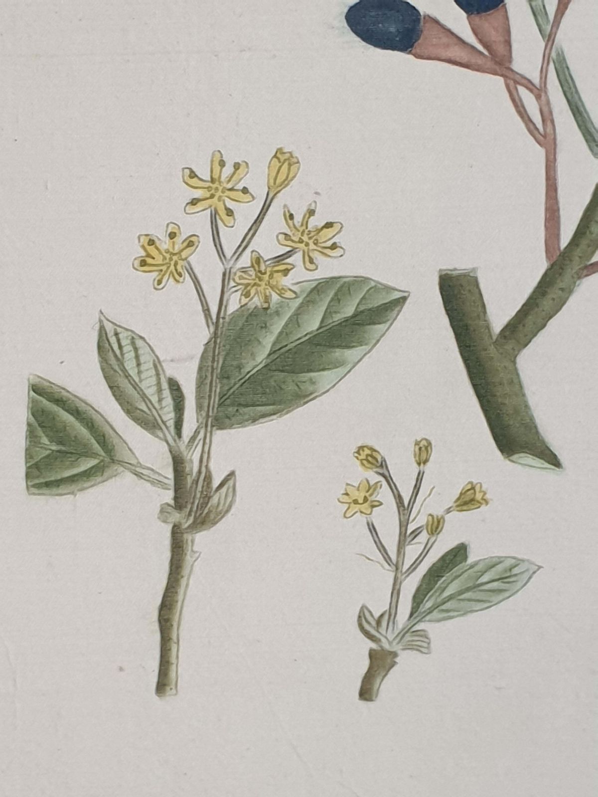 Set Of Four Botanical Watercolours Of Fruiting Plants On Silk, Laid On Handmade Paper, By La Roche Laffitte photo 1653.0