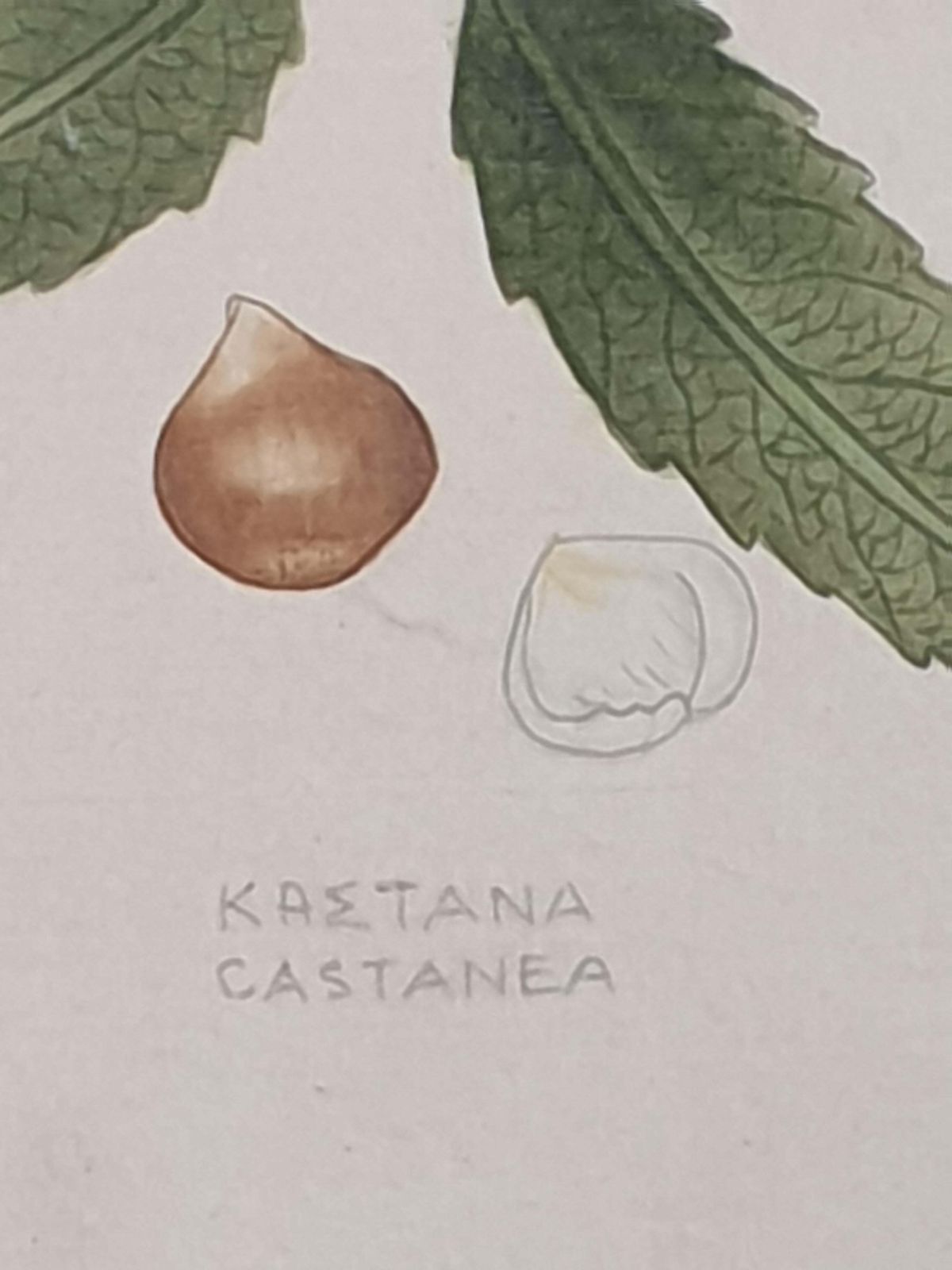 photo furniture Set Of Four Botanical Watercolours Of Fruiting Plants On Silk, Laid On Handmade Paper, By La Roche Laffitte