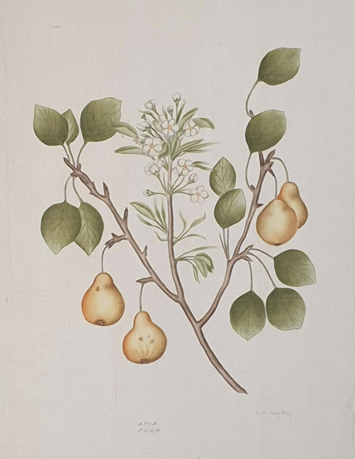 1653.0 Set Of Four Botanical Watercolours Of Fruiting Plants On Silk, Laid On Handmade Paper, By La Roche Laffitte photo