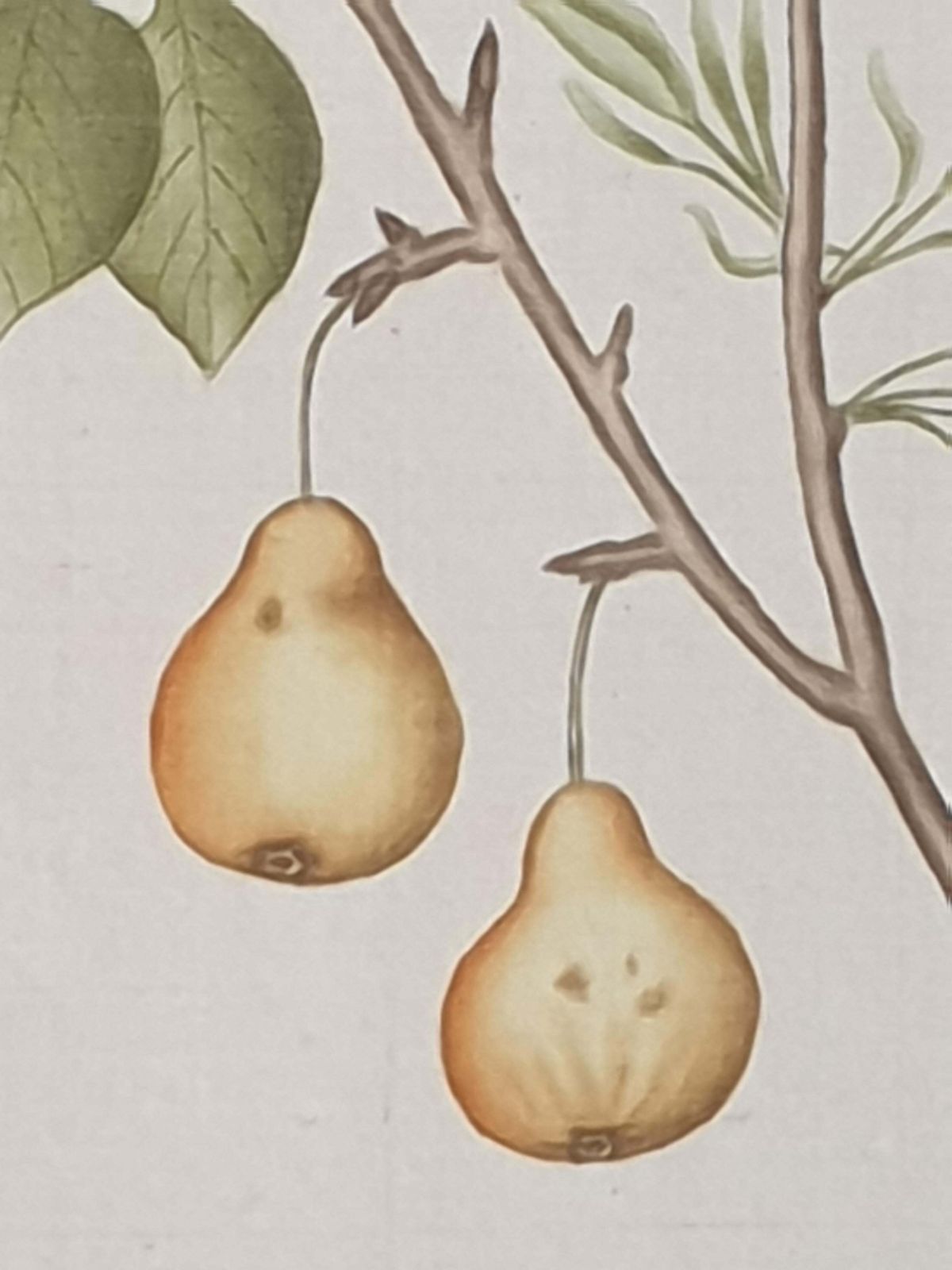 photo vintage Set Of Four Botanical Watercolours Of Fruiting Plants On Silk, Laid On Handmade Paper, By La Roche Laffitte