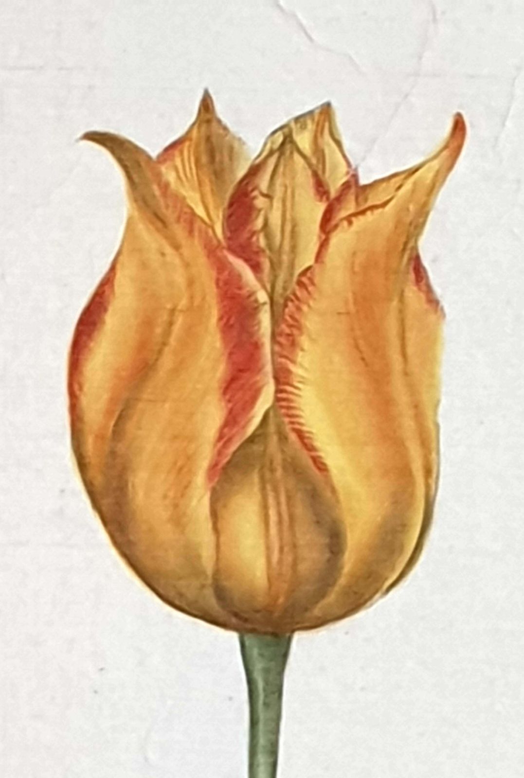photo furniture Botanical Studies, Watercolours On Silk On Handmade Paper, Set Of Three Tulips By La Roche Laffitte