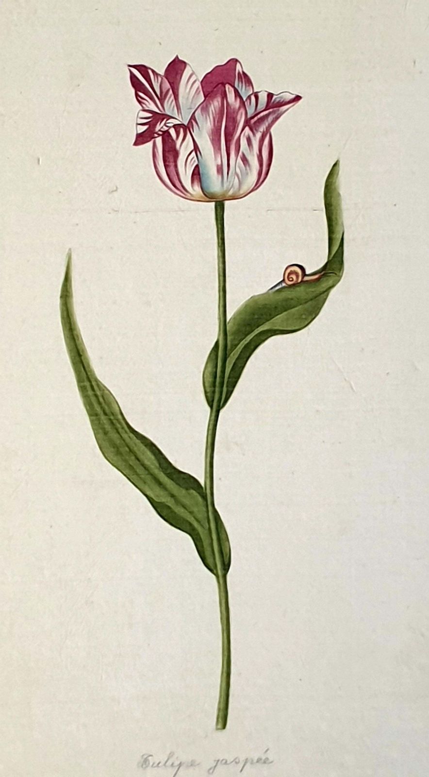 1218.0 Botanical Studies, Watercolours On Silk On Handmade Paper, Set Of Three Tulips By La Roche Laffitte photo