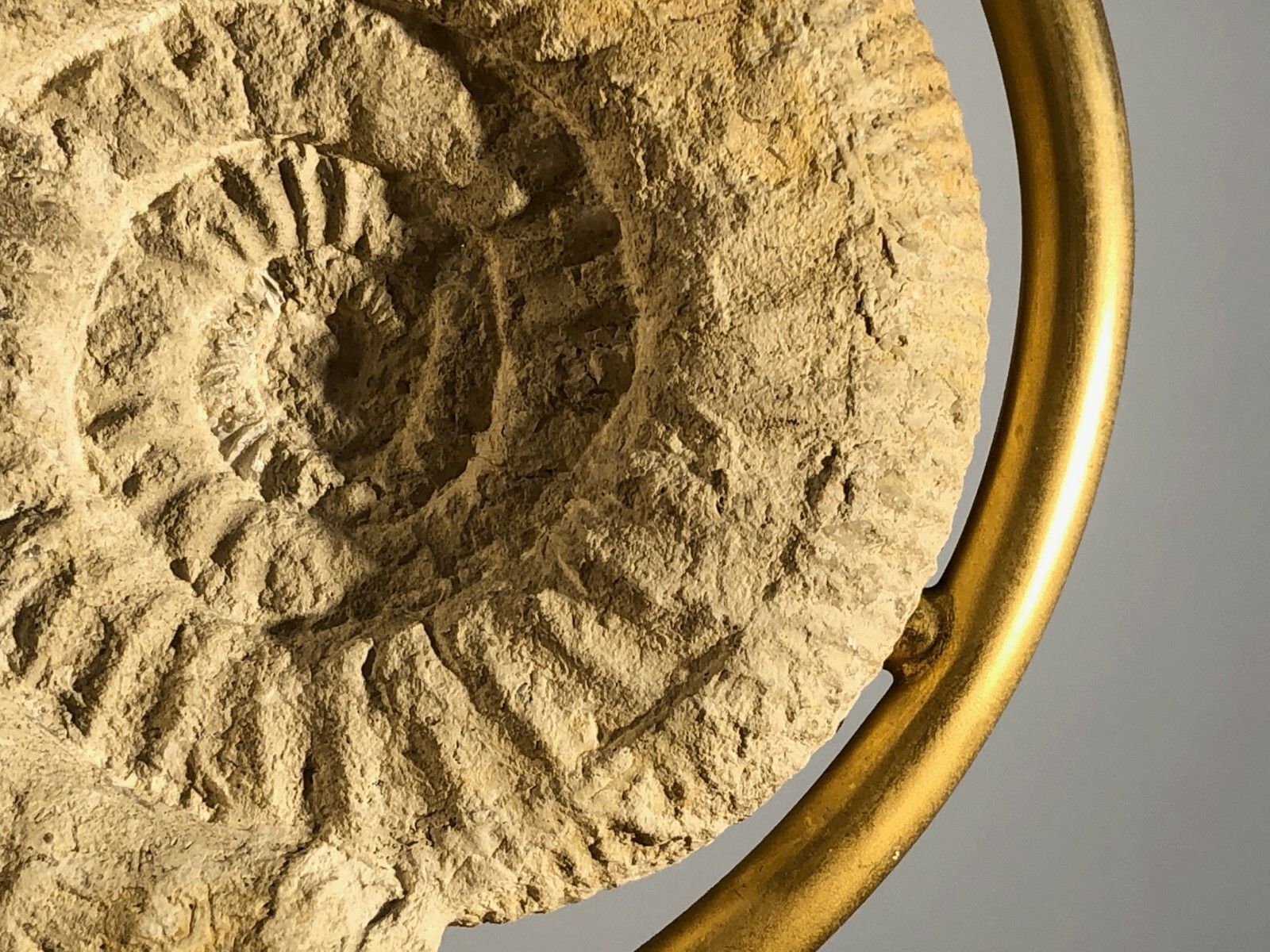 1970 Ammonite Art Deco Shabby Chic Modernist Lamp Willy Daro Jansen Pergay photo buy