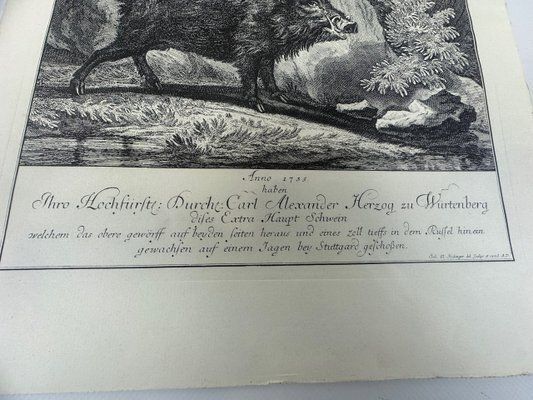 Johann Elias Ridinger, Wild Boar, Etching, 18th Century photo buy