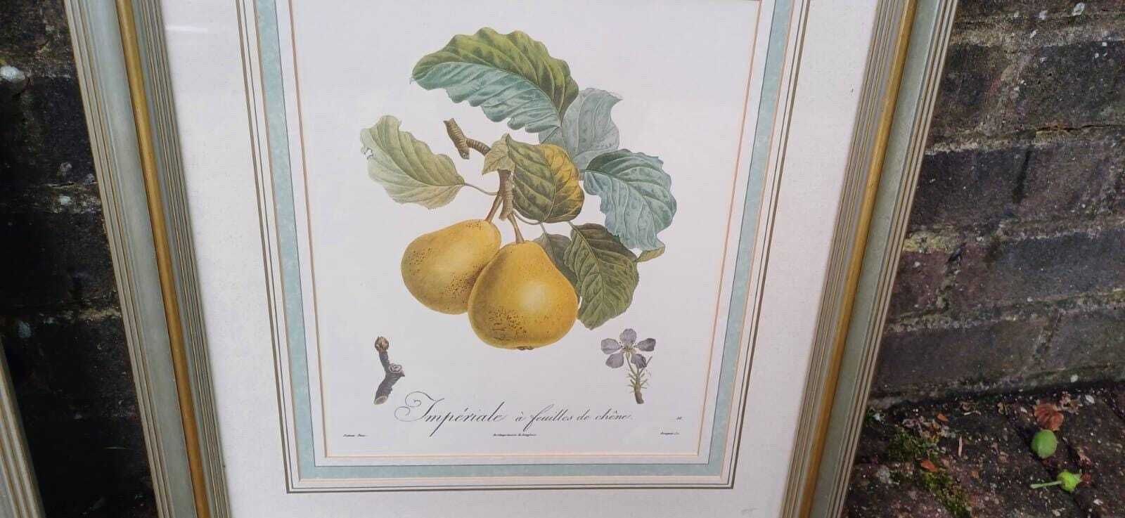 Three Large Vintage Prints In Vintage Silver Frames Of Fruit   Prunes And Pairs   Yellow, Oranges, Green   Framed Fruit Prints (43cm X 48cm) photo for sale