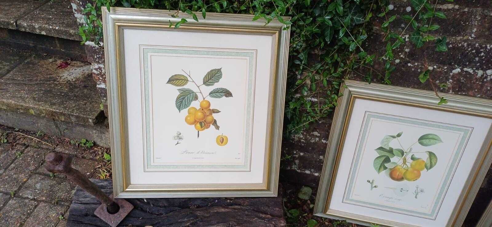 Three Large Vintage Prints In Vintage Silver Frames Of Fruit   Prunes And Pairs   Yellow, Oranges, Green   Framed Fruit Prints (43cm X 48cm) photo vinterior