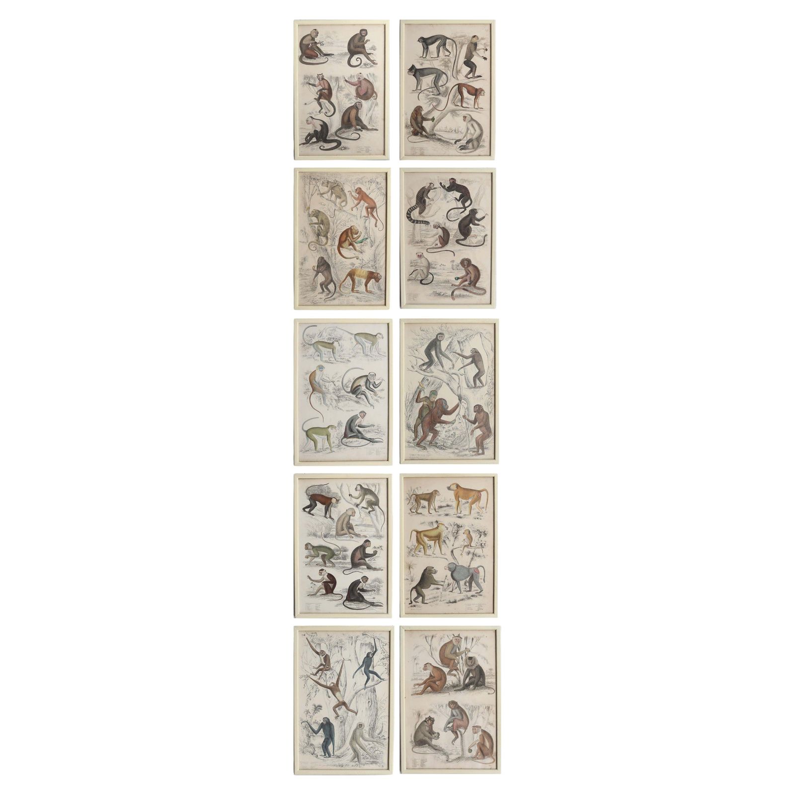 Set Of 10 Original Antique Monkey Prints In Cream Painted Frames, 1830s