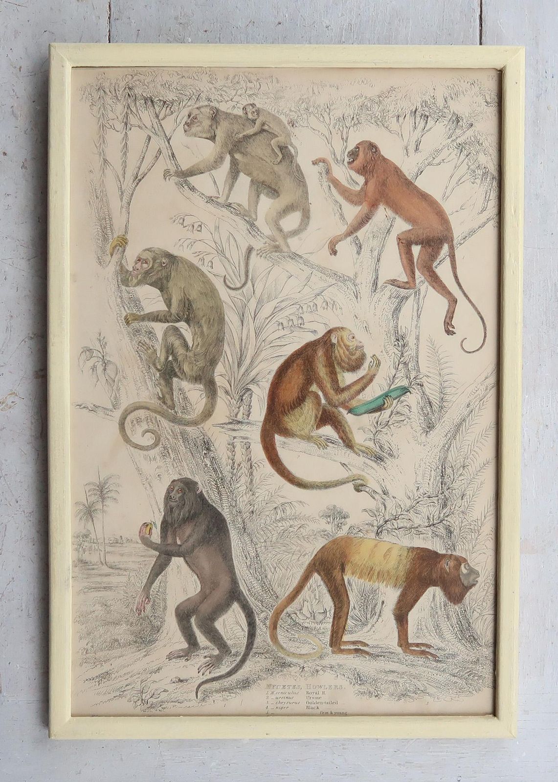 Set Of 10 Original Antique Monkey Prints In Cream Painted Frames, 1830s photo 950.0