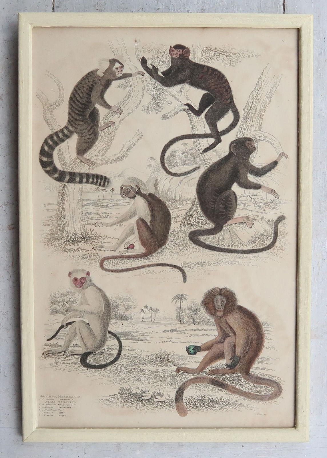 Art Set Of 10 Original Antique Monkey Prints In Cream Painted Frames, 1830s photo