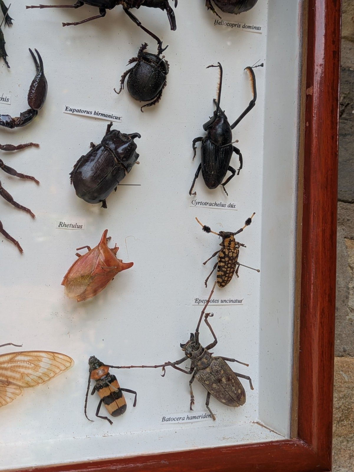 Antique Case Of Beetle Specimen Entomology photo buy