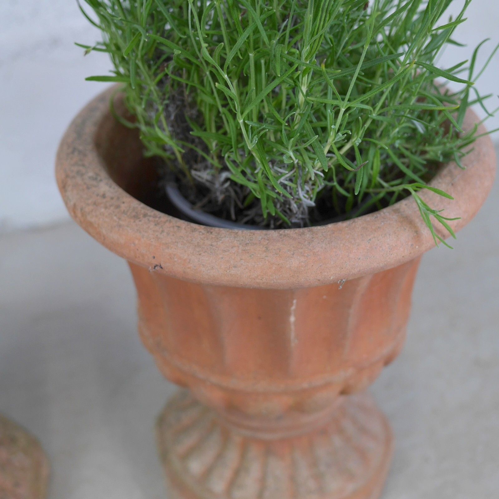 Pair Weathered Terracotta Garden Urn Tazza Planter Antique Style #102925 photo vinterior