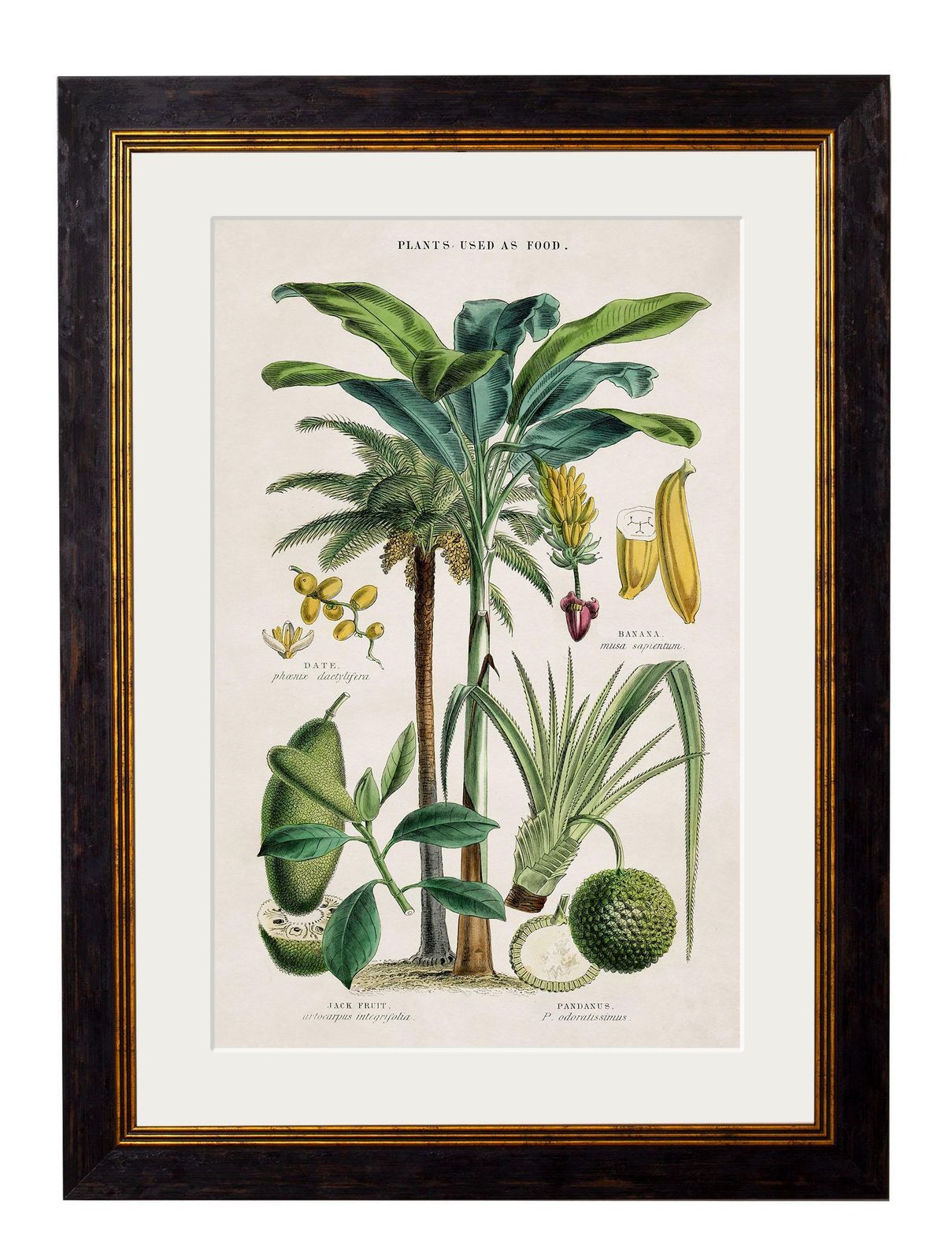 Set 0f Two Tropical Plants Framed Prints From 19thc Originals photo for sale
