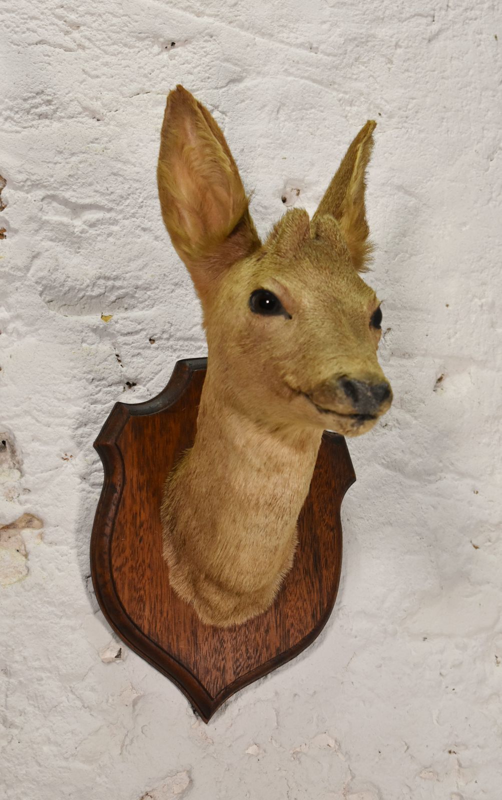 Antique Mounted Taxidermy Roebuck Deer Head photo furniture
