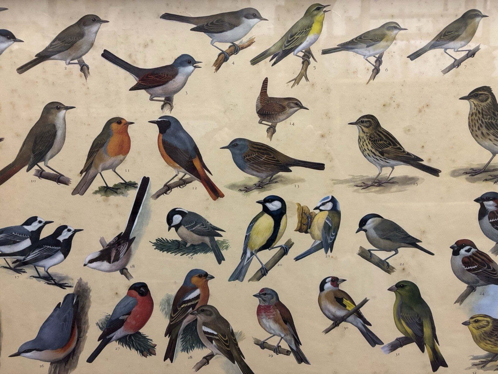4 Huge 1950's Framed Classroom British Birds Prints. Very Colourful photo vinterior