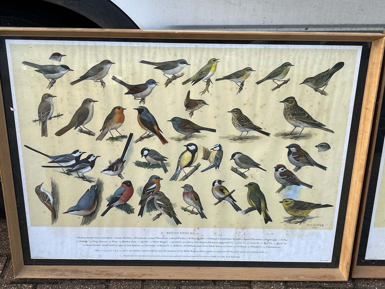 photo buy 4 Huge 1950's Framed Classroom British Birds Prints. Very Colourful