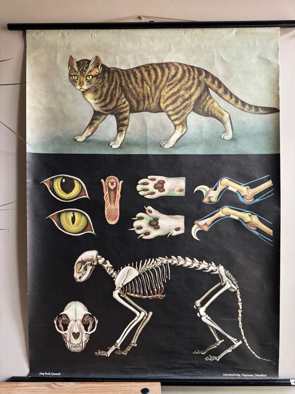 Vintage Roll Down School Chart Of A Domestic Cat By Jung Koch Quentell 1960s/70s photo for sale