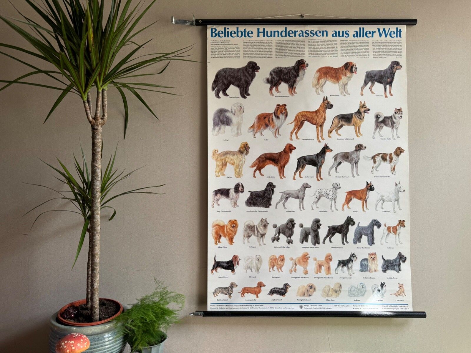 Vintage Popular Dog Breeds From Around The World School Chart Canines Hounds photo furniture