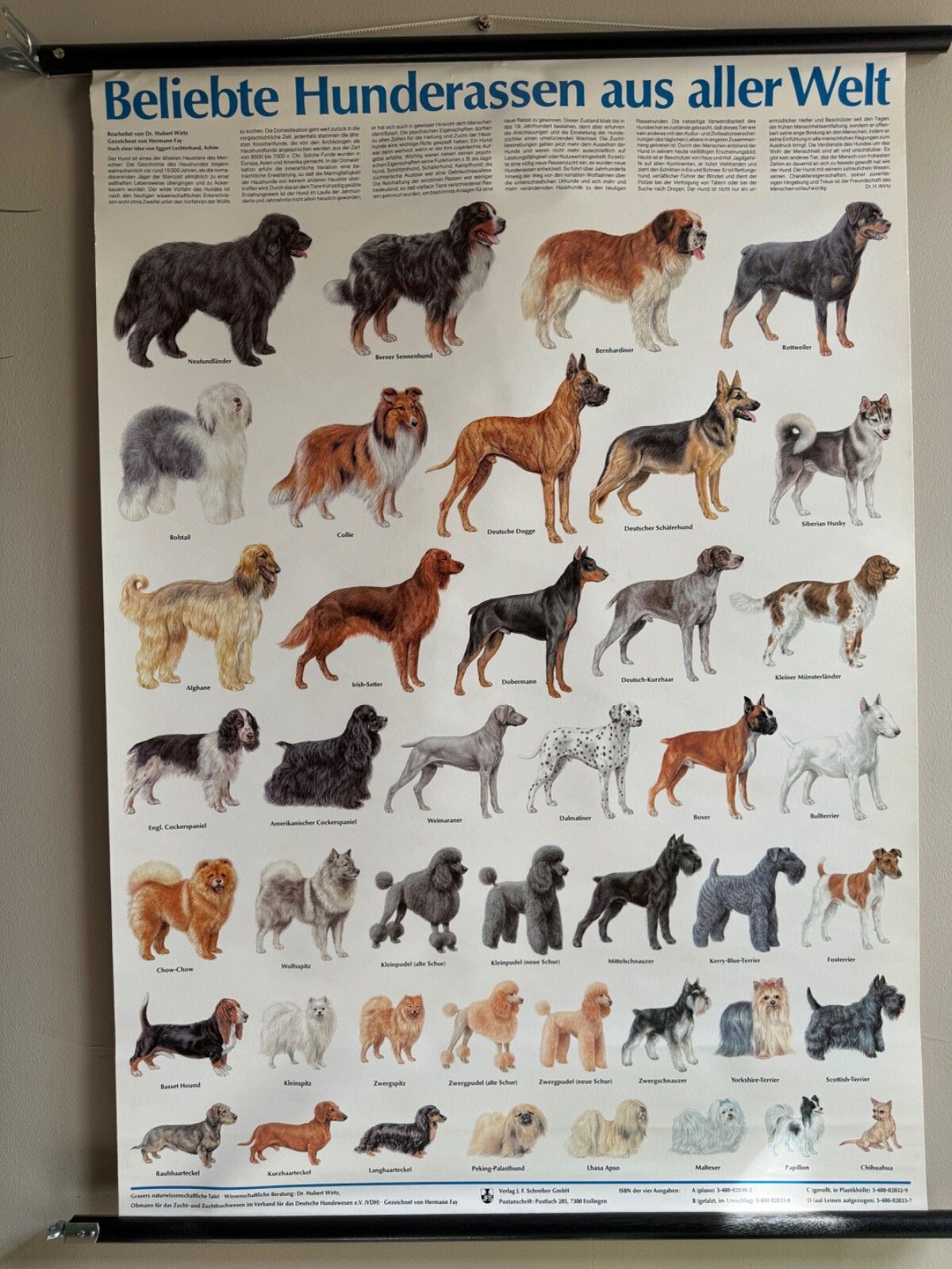 Vintage Popular Dog Breeds From Around The World School Chart Canines Hounds photo for sale