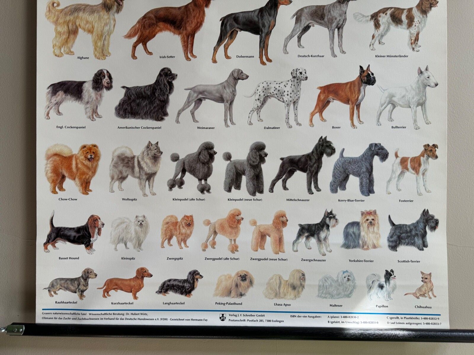 Vintage Popular Dog Breeds From Around The World School Chart Canines Hounds photo 141.0