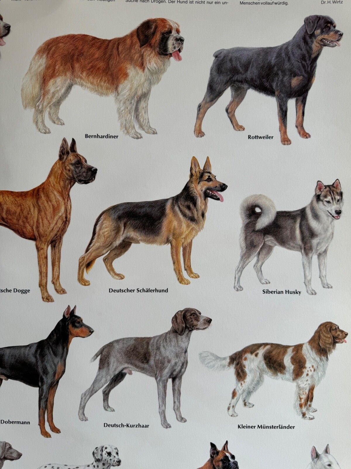 photo furniture Vintage Popular Dog Breeds From Around The World School Chart Canines Hounds