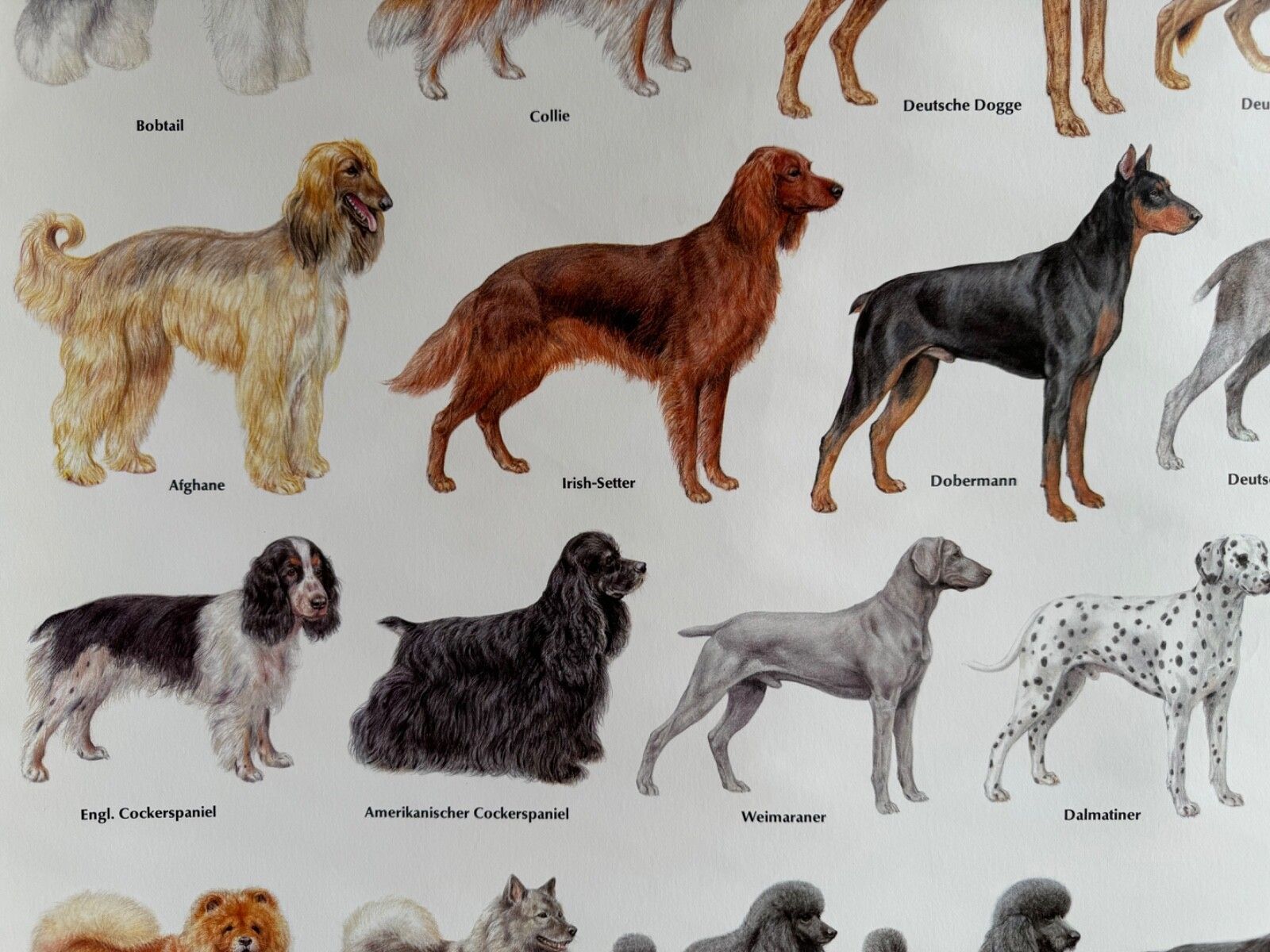 Art Vintage Popular Dog Breeds From Around The World School Chart Canines Hounds photo