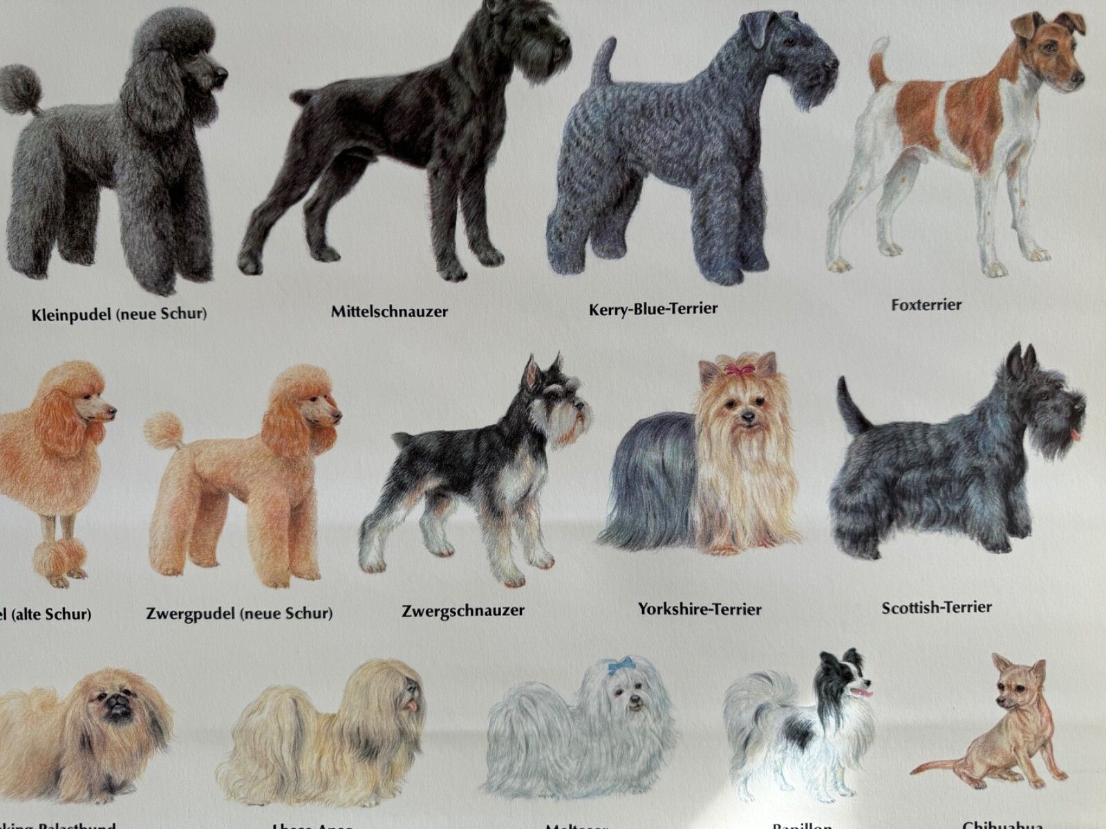 photo vinterior Vintage Popular Dog Breeds From Around The World School Chart Canines Hounds
