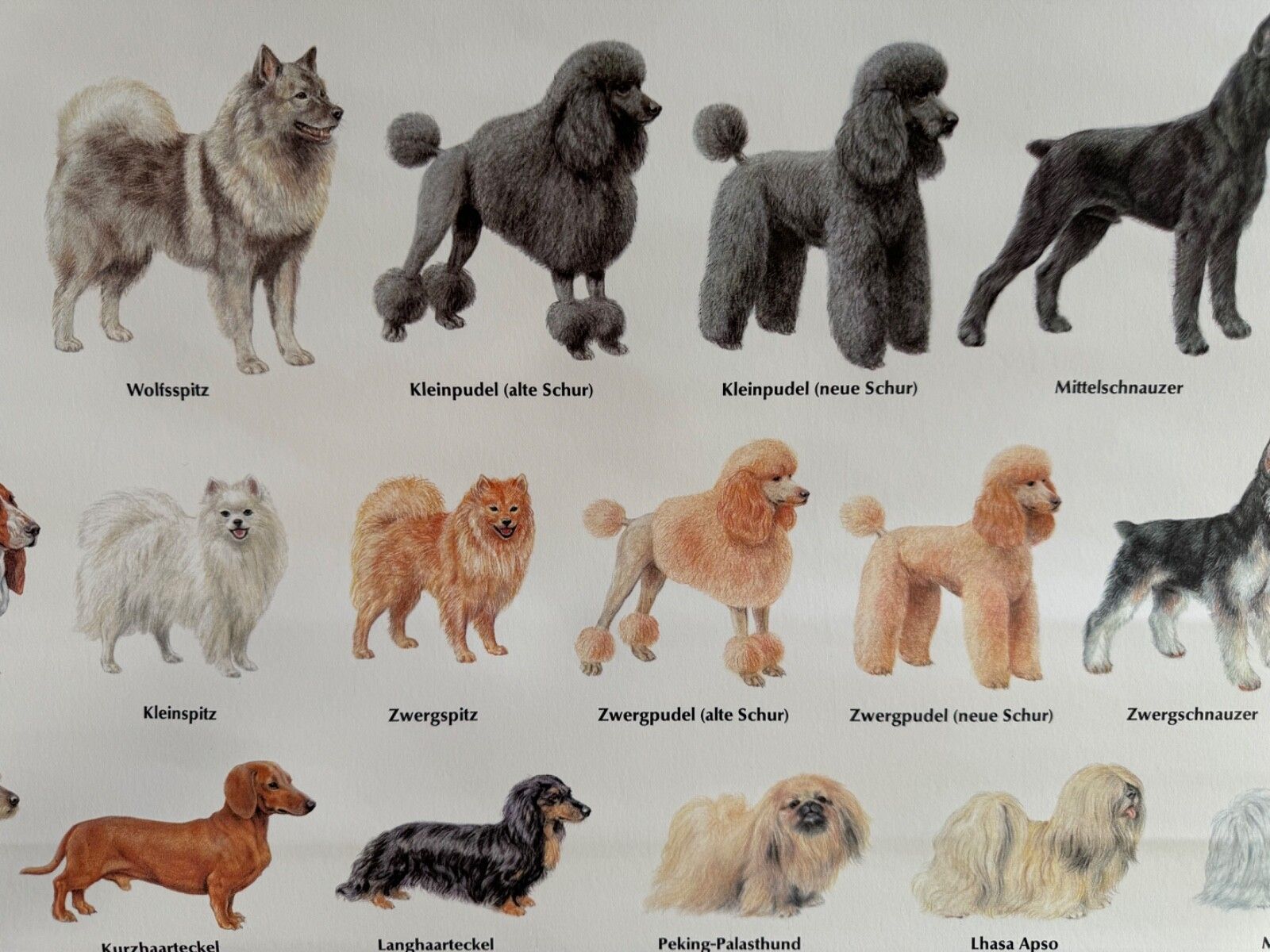 photo buy Vintage Popular Dog Breeds From Around The World School Chart Canines Hounds