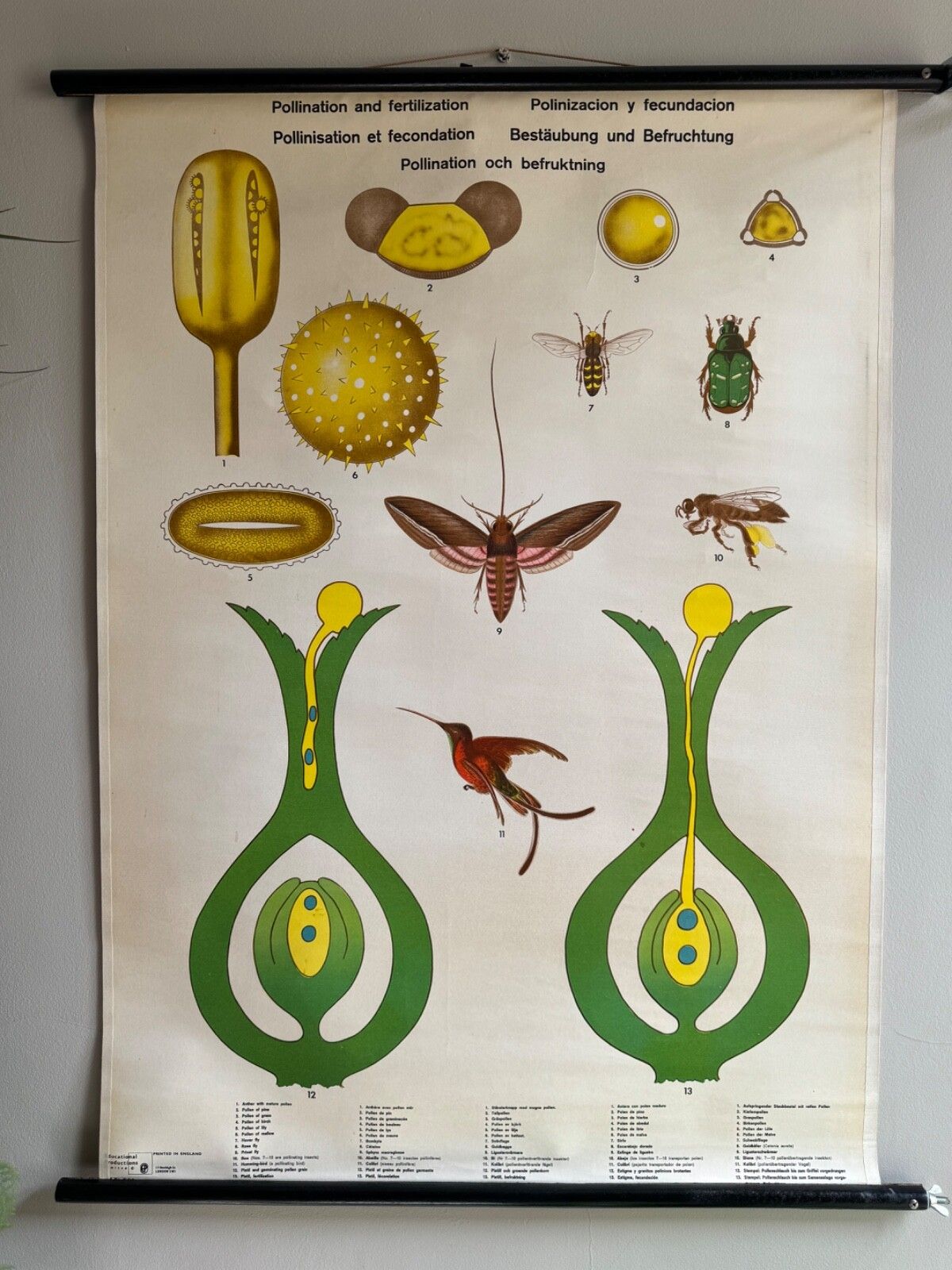 Vintage Botanical School Chart Of The Life Of Plants Series Pollination photo furniture