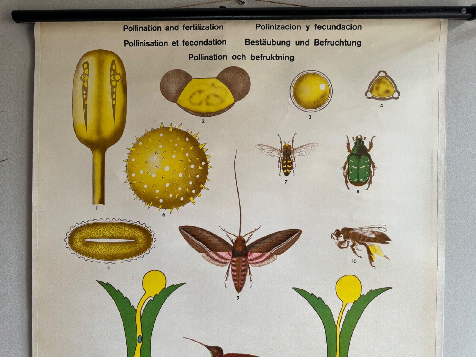 Vintage Botanical School Chart Of The Life Of Plants Series Pollination photo for sale