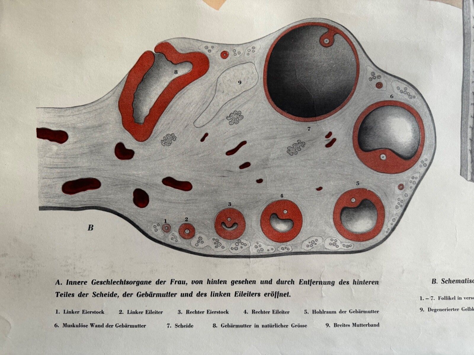 photo for sale Vintage Female Reproductive Anatomy Roll Down School Chart Educational Biology