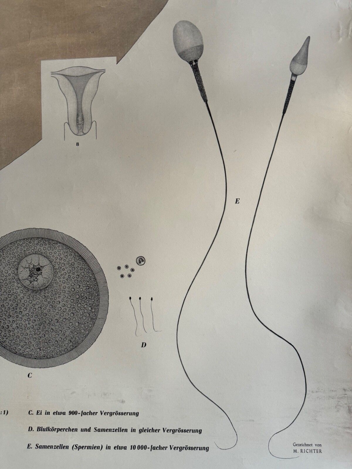 photo vinterior Vintage Female Reproductive Anatomy Roll Down School Chart Educational Biology