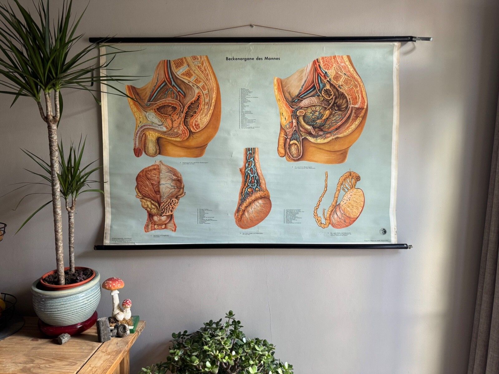 Vintage Male Reproductive Anatomy Roll Down School Chart Educational Biology