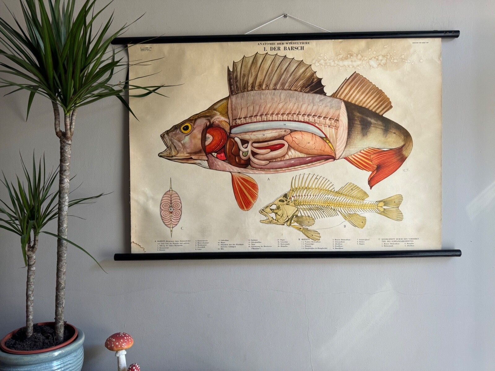 Vintage Swedish School Chart Of Fish Anatomy 1960's Pull Down Wall Chart Perch