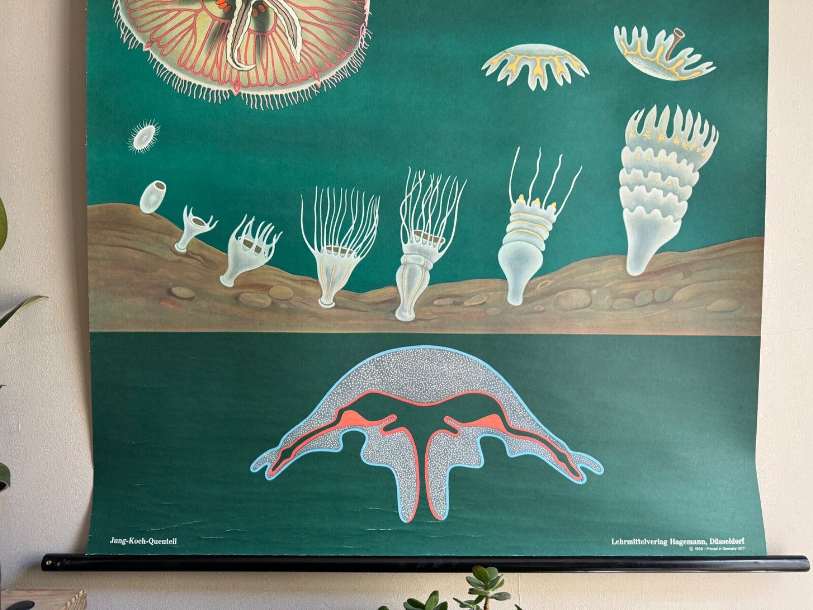 Vintage Jellyfish School Chart Jung Koch Quentell Educational Hagemann Zoology photo Art