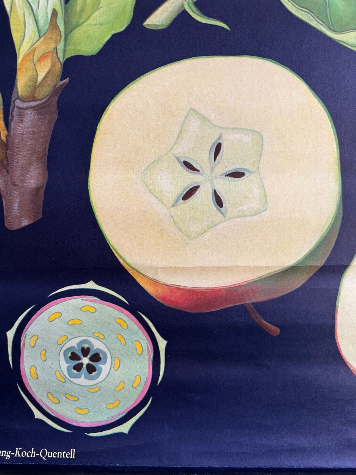 Vintage Educational School Chart Of Apple By Jung Koch Quentell Botanical Fruit photo vintage